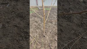 обрезка плодовых деревьев первый год , обрезка персика