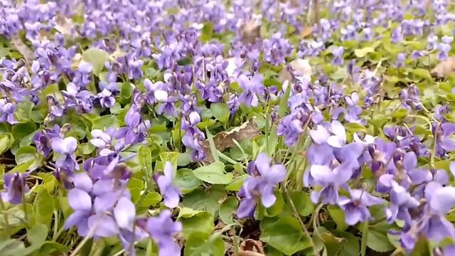 Полянка фиалок в Одессе на Таирова смотреть онлайн