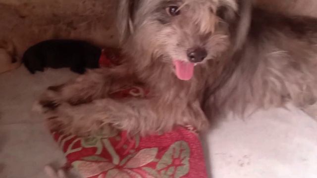 mama chia birth 5 puppys смотреть онлайн