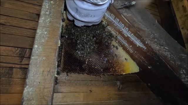 Переселение диких пчёл из стены в улей смотреть онлайн