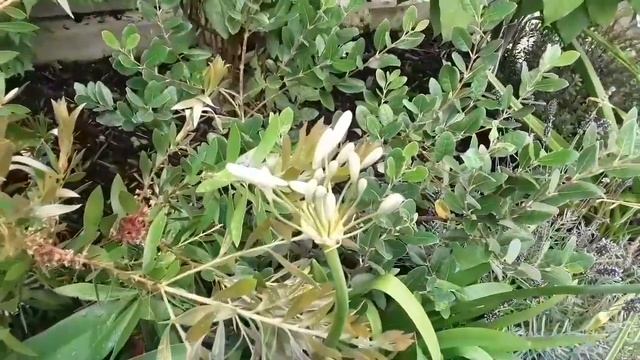 Agapanthus Windsor Grey смотреть онлайн