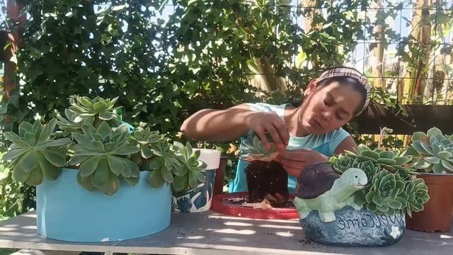 ☘️🌵#como cuidar Una SUCULENTA// Echeveria Imbricata/Jardineria смотреть онлайн