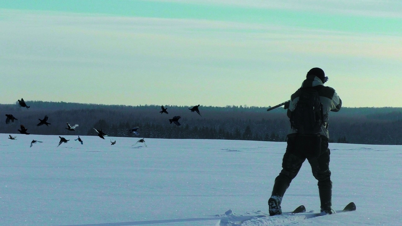 ОГРОМНАЯ СТАЯ ТЕТЕРЕВОВ!!! Охота на тетерева на лунках. смотреть онлайн