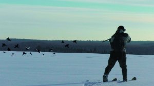 ОГРОМНАЯ СТАЯ ТЕТЕРЕВОВ!!! Охота на тетерева на лунках.