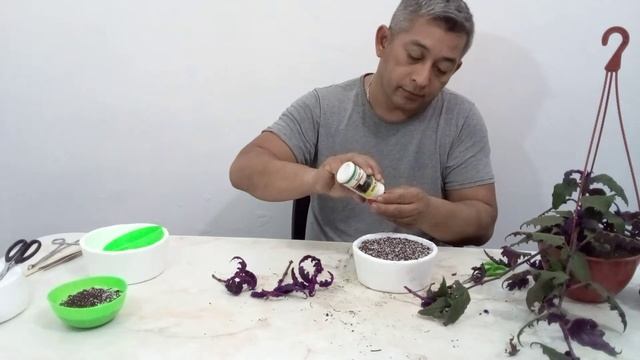como reproducir la Ginura o plante de terciopelo смотреть онлайн
