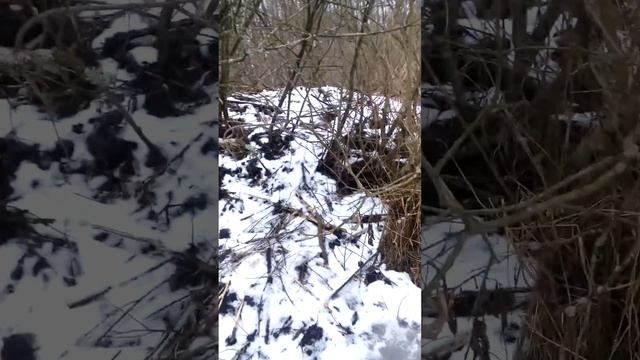 Бобровый домик на речке зимой смотреть онлайн