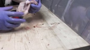 Разделка куриного окорока. Как отделить мякоть от бедра?