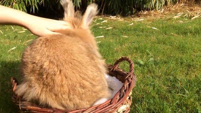 Mon lapin caramel смотреть онлайн