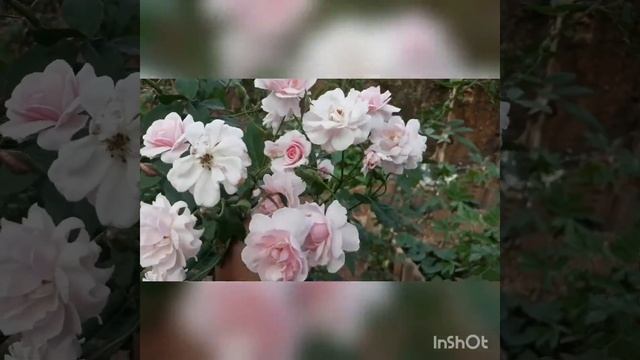Nadan Rose from my garden / Cesile Brunner Rose/നാടൻ റോസ് смотреть онлайн