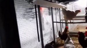 Видео-отзыв курятник "Зимняя мечта" с выгулом