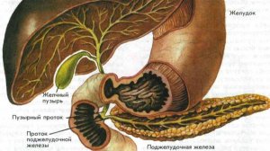 Сазонов С.В. Лекция по гистологии №18а. Большие железы среднего отдела. Печень и поджелудочная желез