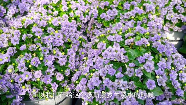 波斯紫罗兰/Exacum 【莎拉养花】 смотреть онлайн