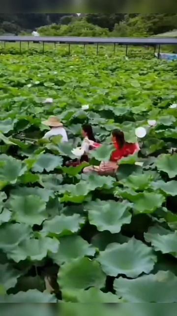 lotus flower |beautiful lotus #shorts #youtubeshorts #trending #viral #video смотреть онлайн