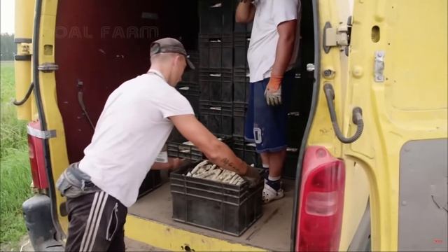 Как производства выращивают миллионы спаржи - обработка и сбор спаржи | Noal Farm на русском смотреть онлайн