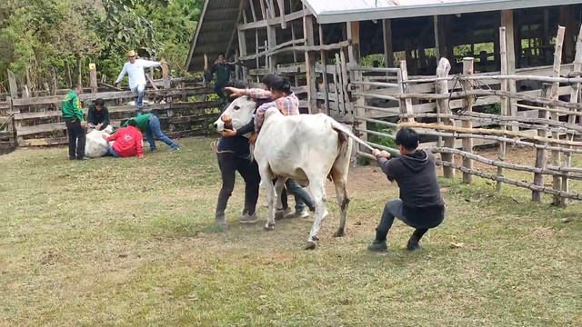 4 PERSON CARAMBOLA / RODEO GAMES смотреть онлайн