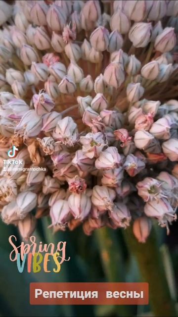 Репетиция весны. Shorts. Immigrantochka. spring смотреть онлайн