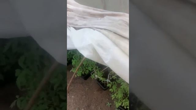 Приусадебное хозяйство смотреть онлайн