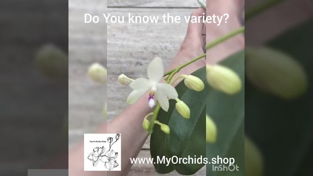 Phalaenopsis 'tetraspis 'C1' × sib' - Ebay-Auktion !!! смотреть онлайн