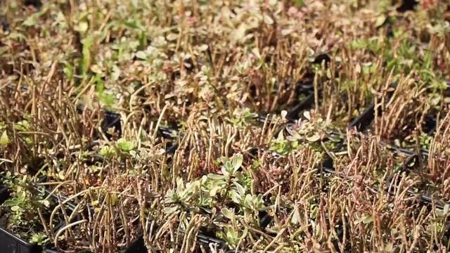 Puķu Sēta смотреть онлайн