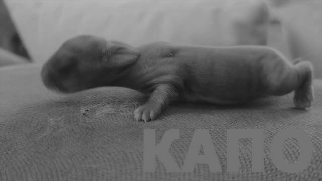 Крольчата не выжили