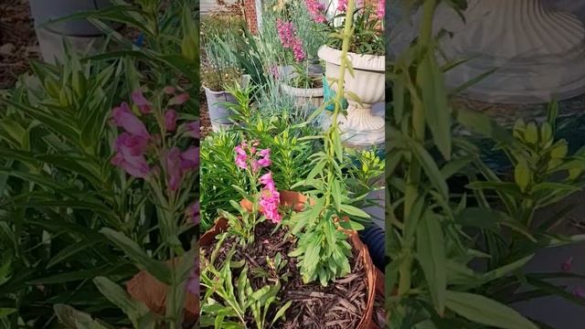 Cosmos, Penstemon and Snapdragon@gardentalkjamerican871 смотреть онлайн
