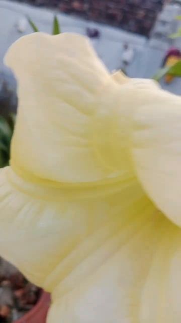 #beautiful dhatura ka plant #viralshort #YouTube # смотреть онлайн