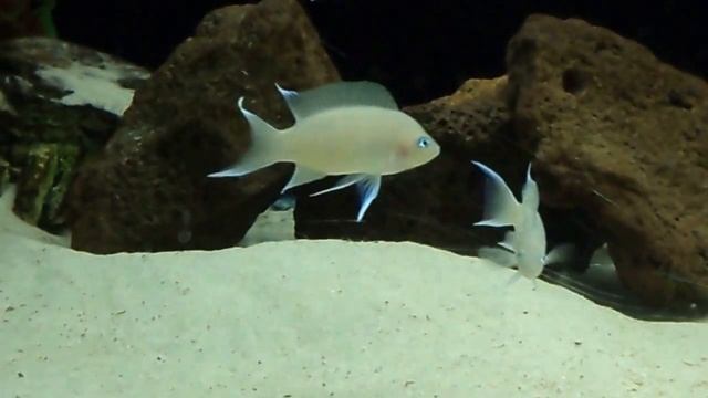 Neolamprologus Marunguensis смотреть онлайн