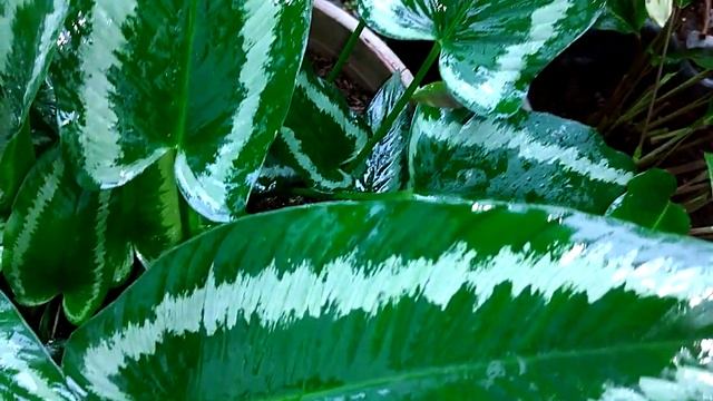 Schismatoglottis Wallichii is an absolutely stunning plant смотреть онлайн