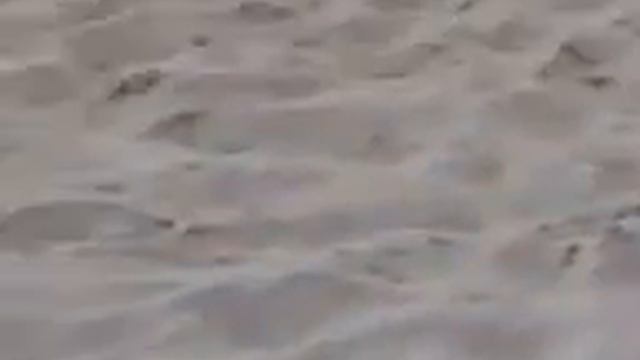 Чайки на берегу смотреть онлайн