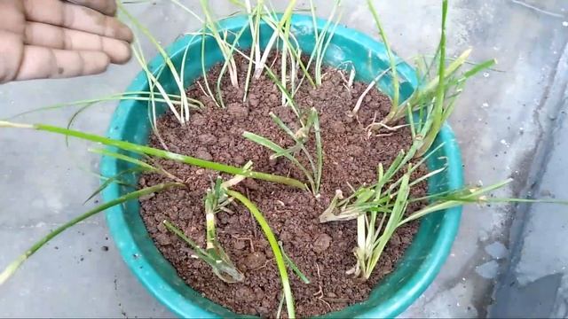 How to Grow Rain lily from bulbs || care and tips for Rainlily with Update video смотреть онлайн