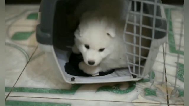 ВРЕДИНА ЛАЙФ|ОБЗОР ВЛОГОВ(2) смотреть онлайн