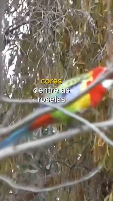 Qual Rosela é mais cara?#shorts смотреть онлайн