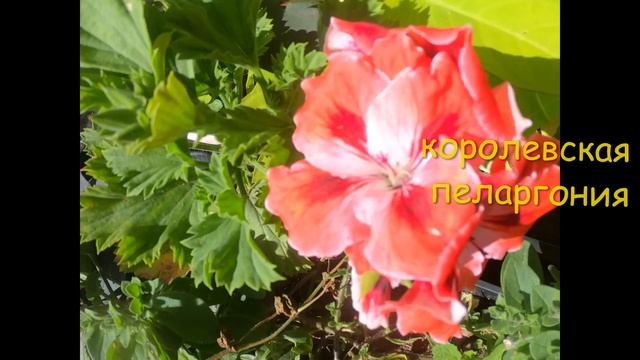 Как преобразить неприглядный уголок сада. #горшечный_садик смотреть онлайн