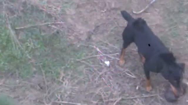 Ягдтерьер(НОРА) смотреть онлайн