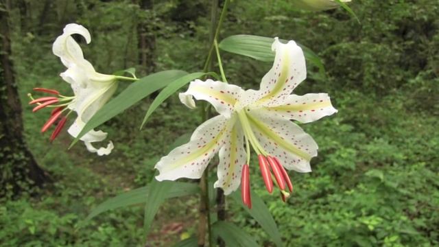 ヤマユリ/Lilium Auratum 06_200716_ガイコツ山