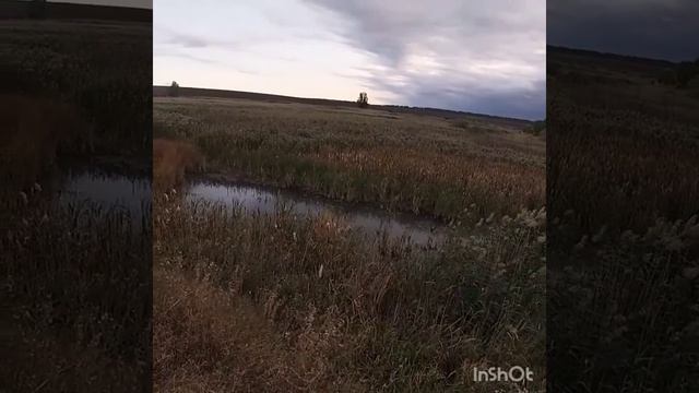 Дон Бретон Дельта, работа поиск и подача битой дичи. #эпаньольбретон #дельта #охотанаутку смотреть онлайн