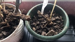 Что делать, если корни георгинов плохо сохранились?