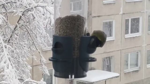 Син-синица смотреть онлайн