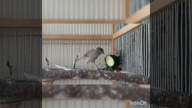 Канареечья семья смотреть онлайн