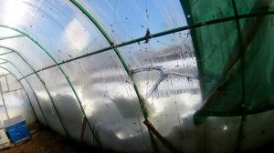 первый облет пчел в теплице сибирь