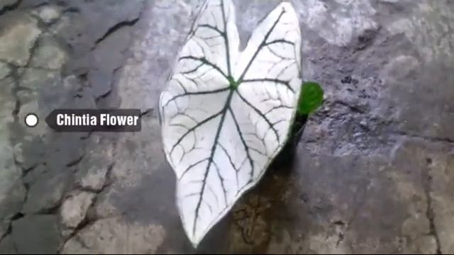 Jenis Tanaman Hias Caladium Candidum