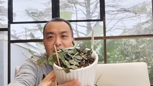 1Hoya Heuschkeliana Variegata2Hoya Mathilde Splash3Hoya Curtisii4 Hoya Krohniana Eskimo