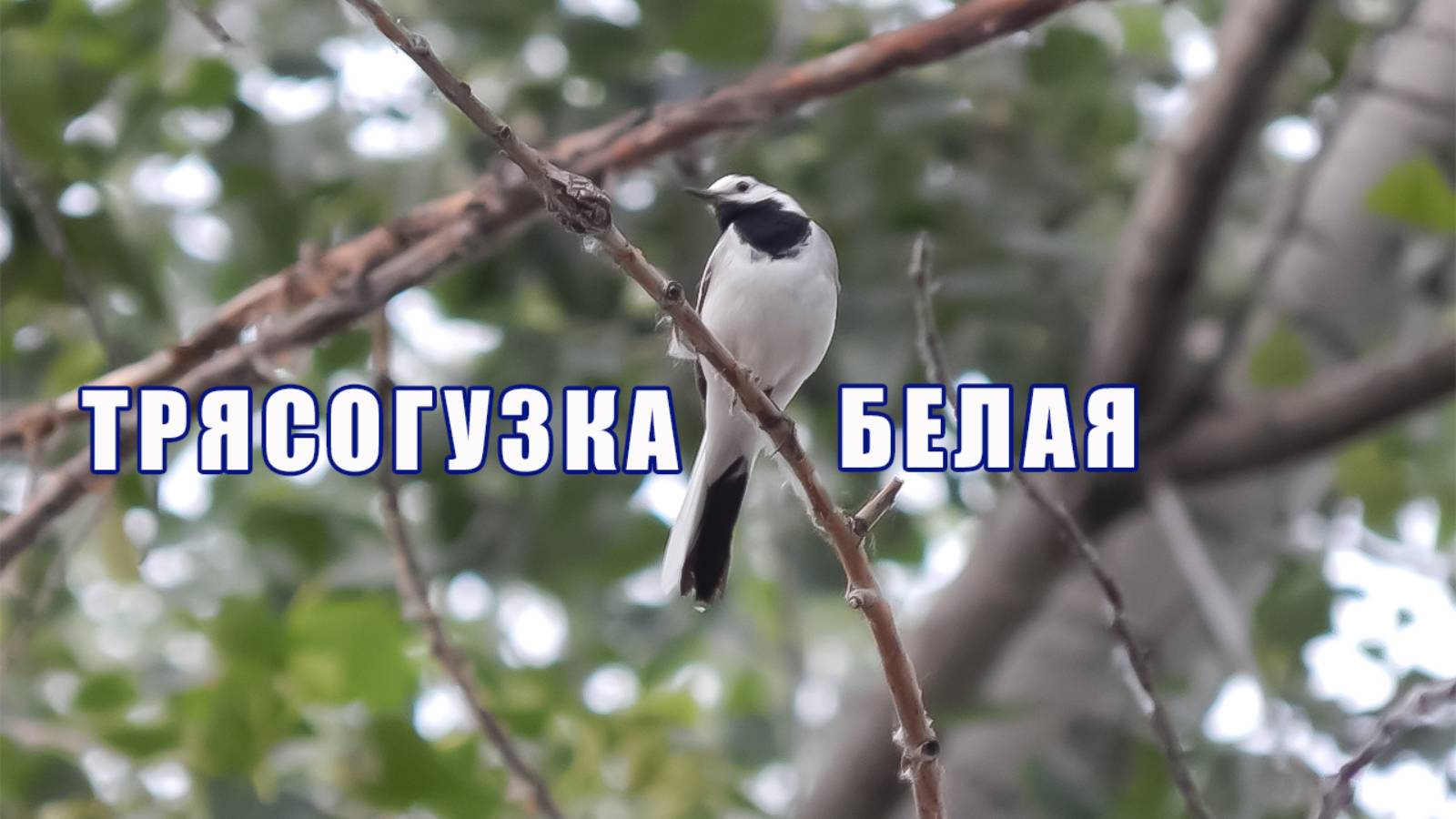 Белая трясогузка. Птица весны. Трясогузки. Перелетные птицы средней полосы России.