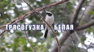Белая трясогузка. Птица весны. Трясогузки. Перелетные птицы средней полосы России.