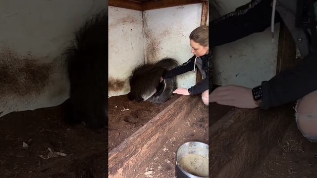 interesting facts about Salvador the #anteater #pt4 смотреть онлайн