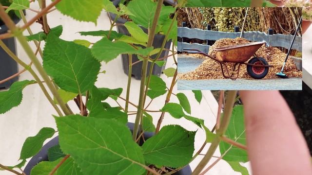 아나벨 수국 키우기 & 번식시키기 🌸 키우기 쉽고 겨울에 강한 수국 💐 Smooth hydrangea care смотреть онлайн