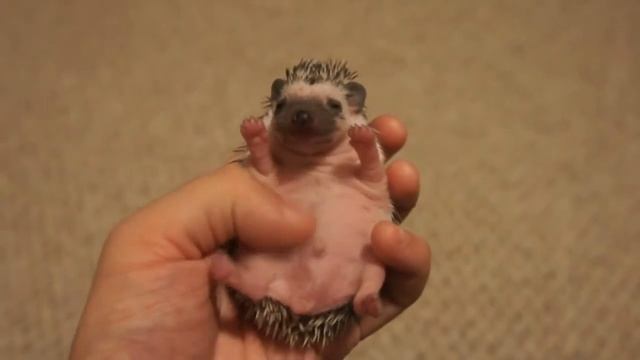 Милый ёжик смотреть онлайн