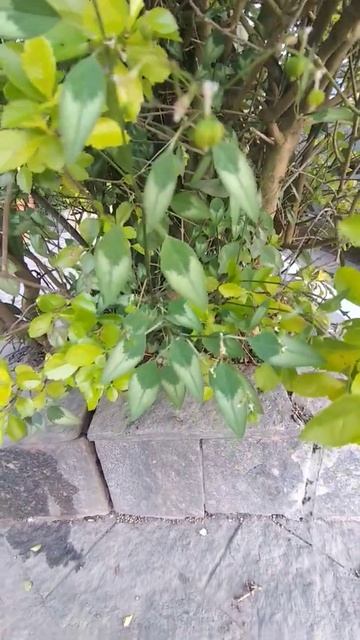 Ponta-de-Flecha/ (Euphorbia graminea) Jacq. [Leitura na Descrição]#euphorbia смотреть онлайн