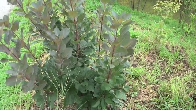 ポール・スミザー　Cotinus 'Grace'　スモークツリー 'グレース' смотреть онлайн