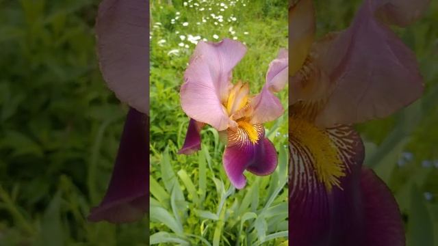 Ирисы цветут в огороде😍 смотреть онлайн